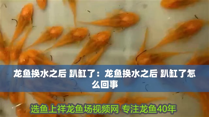 龍魚換水之后 趴缸了:龍魚換水之后 趴缸了怎么回事 水族問答 龍魚換水之后 趴缸了:龍魚換水之后 趴缸了怎么回事 龍魚換水之后 趴缸了:龍魚換水之后 趴缸了怎么回事 水族問答