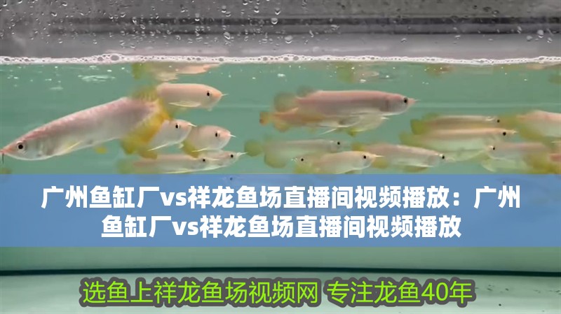 廣州魚缸廠vs祥龍魚場直播間視頻播放：廣州魚缸廠vs祥龍魚場直播間視頻播放