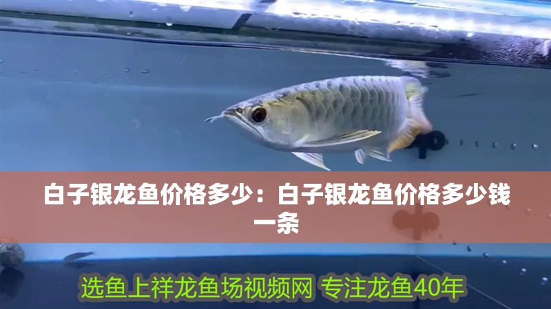 白子銀龍魚價格多少：白子銀龍魚價格多少錢一條