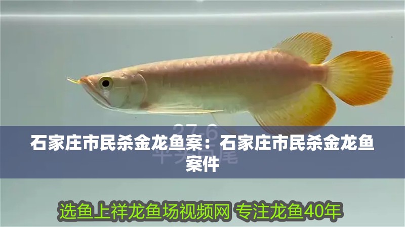 石家莊市民殺金龍魚案：石家莊市民殺金龍魚案件 石家莊市民殺金龍魚案：石家莊市民殺金龍魚案件 水族問答