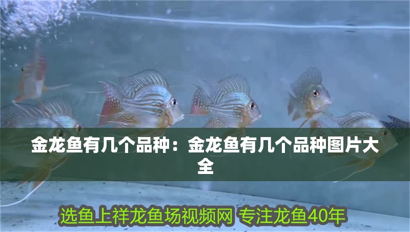 金龍魚有幾個品種：金龍魚有幾個品種圖片大全