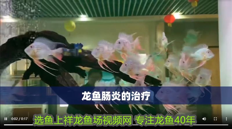 龍魚腸炎的治療
