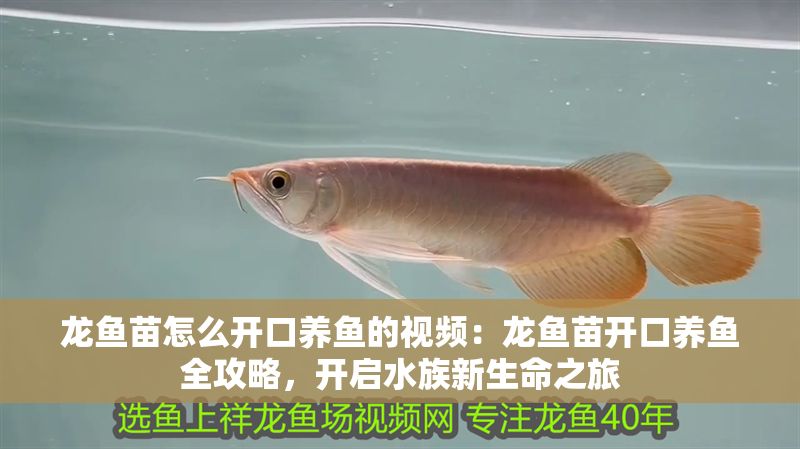 龍魚苗怎么開口養魚的視頻：龍魚苗開口養魚全攻略，開啟水族新生命之旅