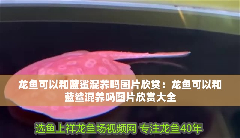 龍魚可以和藍鯊混養嗎圖片欣賞：龍魚可以和藍鯊混養嗎圖片欣賞大全