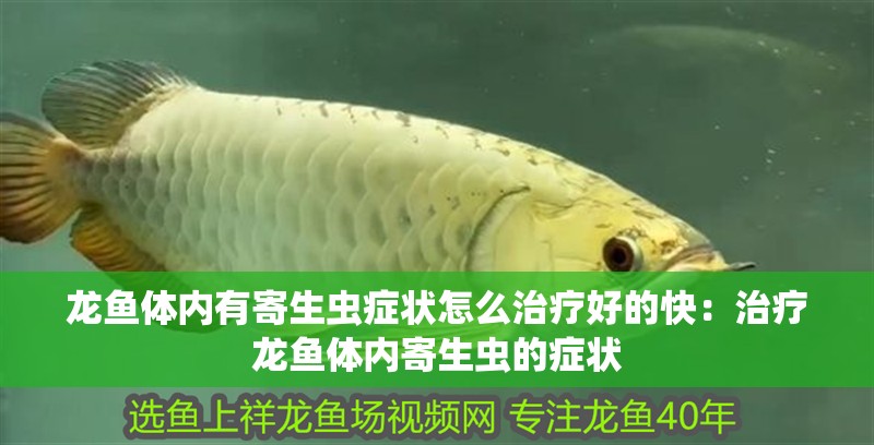 龍魚體內有寄生蟲癥狀怎么治療好的快：治療龍魚體內寄生蟲的癥狀