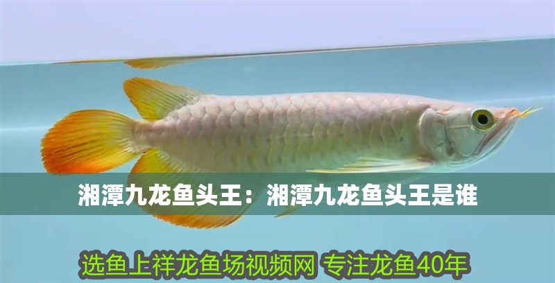 湘潭九龍魚頭王：湘潭九龍魚頭王是誰
