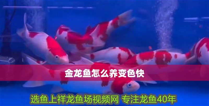 金龍魚怎么養變色快 龍魚百科 第2張 金龍魚怎么養變色快 金龍魚怎么養變色快 龍魚百科 第2張