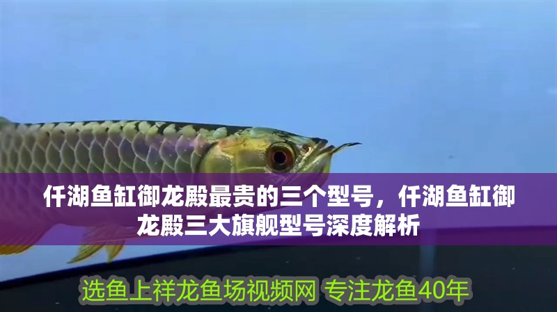 仟湖魚缸御龍殿最貴的三個型號，仟湖魚缸御龍殿三大旗艦型號深度解析 仟湖魚缸御龍殿最貴的三個型號，仟湖魚缸御龍殿三大旗艦型號深度解析 龍魚論壇