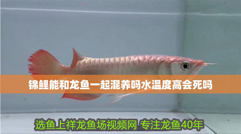 錦鯉能和龍魚一起混養(yǎng)嗎水溫度高會死嗎