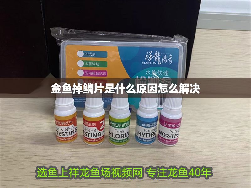 金魚掉鱗片是什么原因怎么解決
