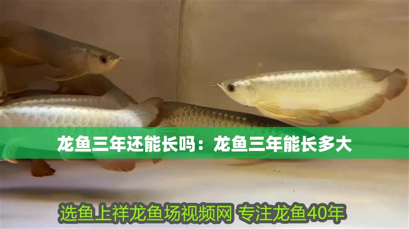 龍魚三年還能長嗎:龍魚三年能長多大 水族問答 龍魚三年還能長嗎:龍魚三年能長多大 龍魚三年還能長嗎:龍魚三年能長多大 水族問答