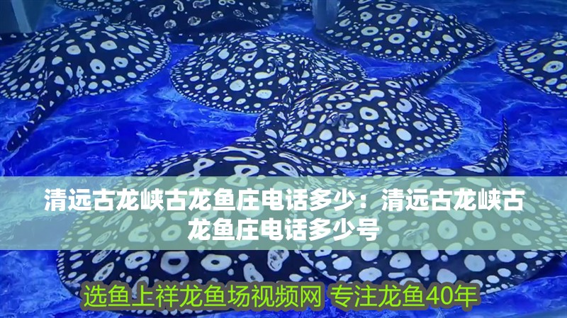 清遠古龍峽古龍魚莊電話多少：清遠古龍峽古龍魚莊電話多少號