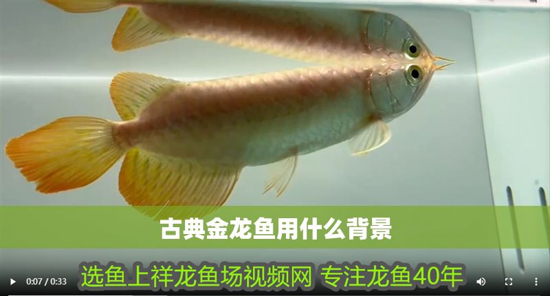 古典金龍魚用什么背景 古典金龍魚用什么背景 龍魚百科 第1張