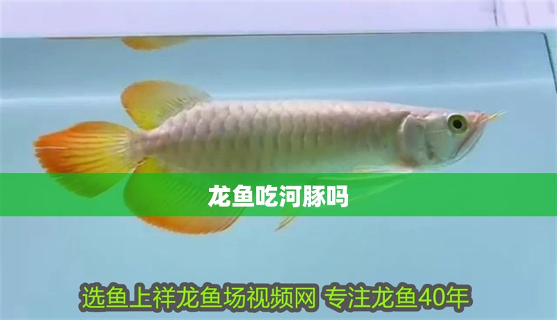 龍魚吃河豚嗎 龍魚吃河豚嗎 龍魚百科 第1張