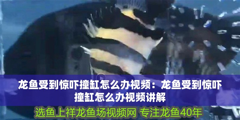 龍魚受到驚嚇撞缸怎么辦視頻：龍魚受到驚嚇撞缸怎么辦視頻講解
