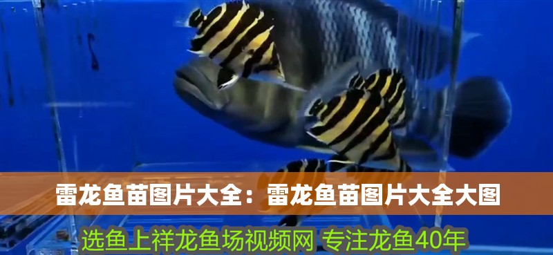 雷龍魚苗圖片大全：雷龍魚苗圖片大全大圖