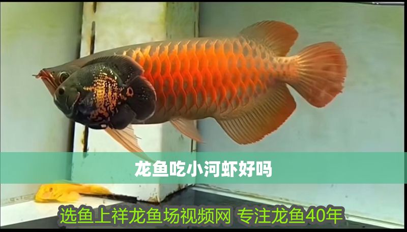 龍魚吃小河蝦好嗎 龍魚吃小河蝦好嗎 龍魚百科 第2張