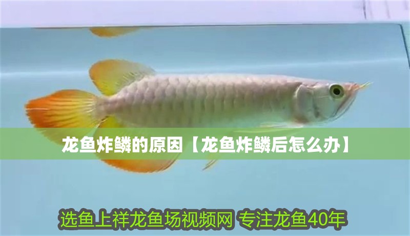 龍魚炸鱗的原因【龍魚炸鱗后怎么辦】 龍魚炸鱗的原因【龍魚炸鱗后怎么辦】 水族問答