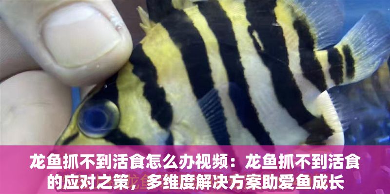 龍魚抓不到活食怎么辦視頻：龍魚抓不到活食的應(yīng)對之策，多維度解決方案助愛魚成長