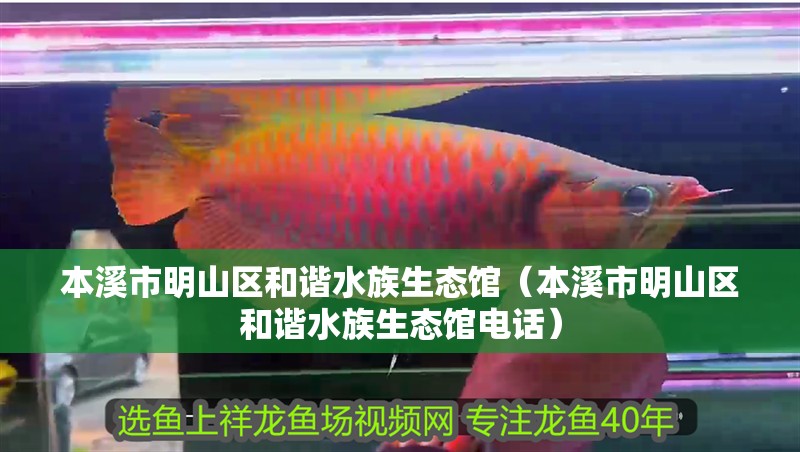 本溪市明山區(qū)和諧水族生態(tài)館（本溪市明山區(qū)和諧水族生態(tài)館電話）