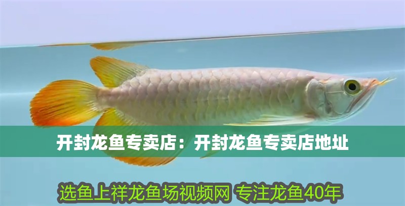 開封龍魚專賣店：開封龍魚專賣店地址