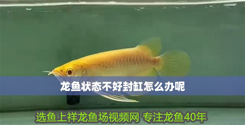 龍魚狀態不好封缸怎么辦呢 龍魚狀態不好封缸怎么辦呢 龍魚百科 第2張