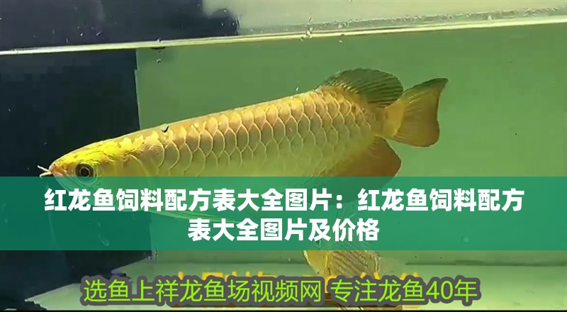 紅龍魚飼料配方表大全圖片：紅龍魚飼料配方表大全圖片及價格