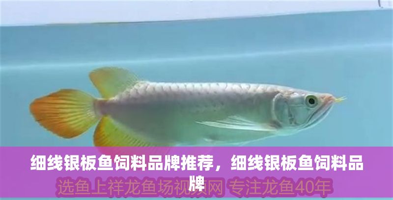細(xì)線銀板魚(yú)飼料品牌推薦，細(xì)線銀板魚(yú)飼料品牌
