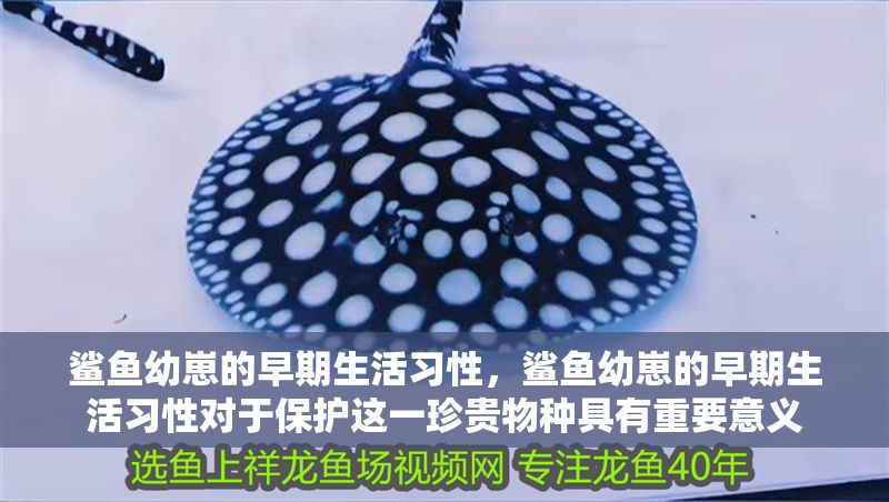 鯊魚(yú)幼崽的早期生活習(xí)性，鯊魚(yú)幼崽的早期生活習(xí)性對(duì)于保護(hù)這一珍貴物種具有重要意義