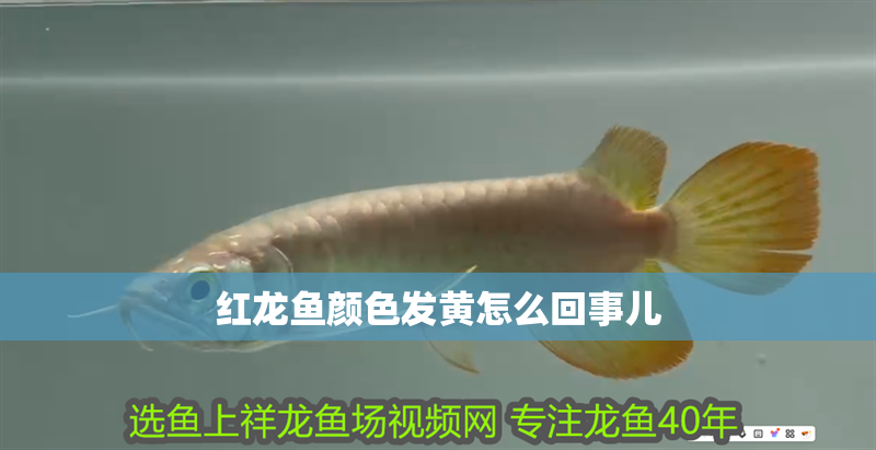 紅龍魚顏色發黃怎么回事兒