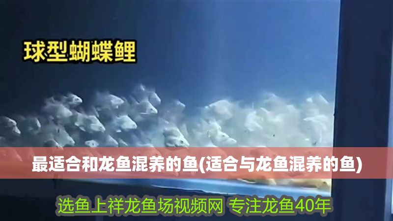 最適合和龍魚混養(yǎng)的魚(適合與龍魚混養(yǎng)的魚)