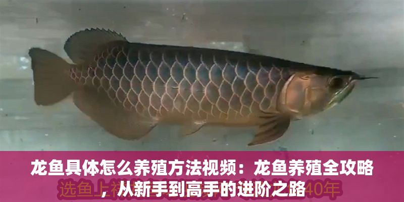 龍魚具體怎么養殖方法視頻：龍魚養殖全攻略，從新手到高手的進階之路