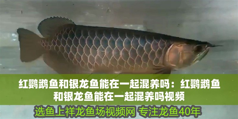 紅鸚鵡魚和銀龍魚能在一起混養(yǎng)嗎：紅鸚鵡魚和銀龍魚能在一起混養(yǎng)嗎視頻