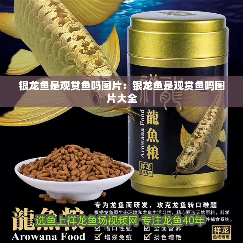 銀龍魚(yú)是觀賞魚(yú)嗎圖片：銀龍魚(yú)是觀賞魚(yú)嗎圖片大全