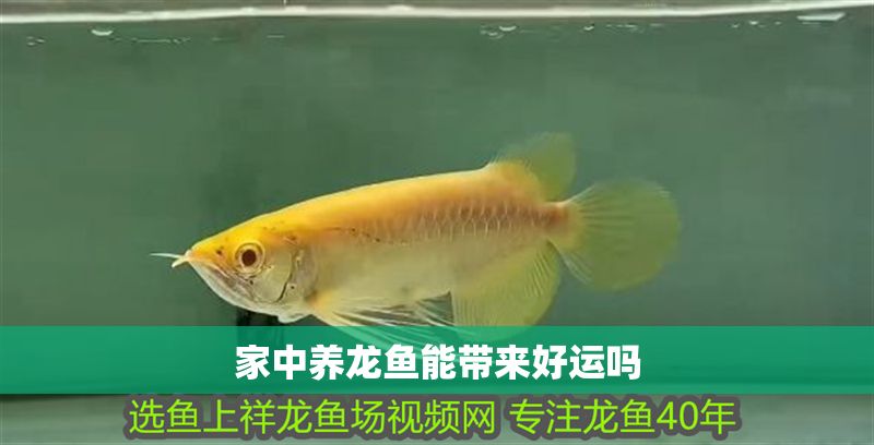 家中養龍魚能帶來好運嗎