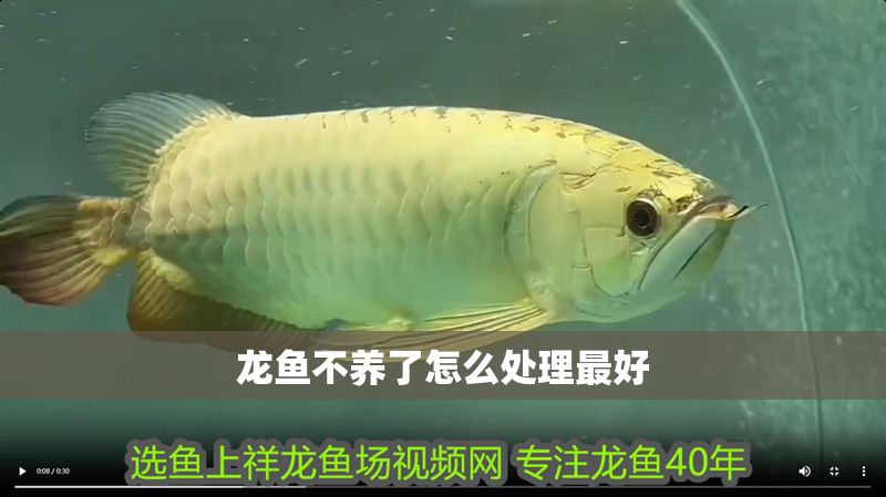 龍魚不養了怎么處理最好