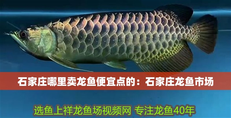 石家莊哪里賣龍魚便宜點的：石家莊龍魚市場 石家莊哪里賣龍魚便宜點的：石家莊龍魚市場 水族問答
