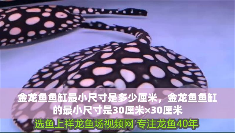 金龍魚魚缸最小尺寸是多少厘米，金龍魚魚缸的最小尺寸是30厘米×30厘米