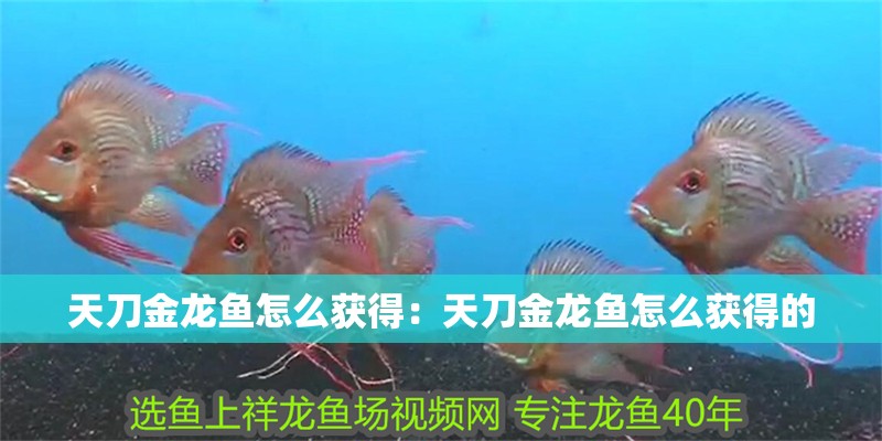 天刀金龍魚怎么獲得：天刀金龍魚怎么獲得的