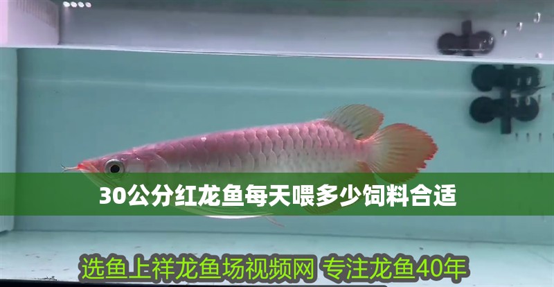 30公分紅龍魚(yú)每天喂多少飼料合適