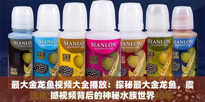 最大金龍魚視頻大全播放：探秘最大金龍魚，震撼視頻背后的神秘水族世界