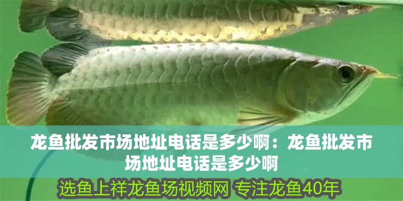 龍魚批發市場地址電話是多少啊：龍魚批發市場地址電話是多少啊