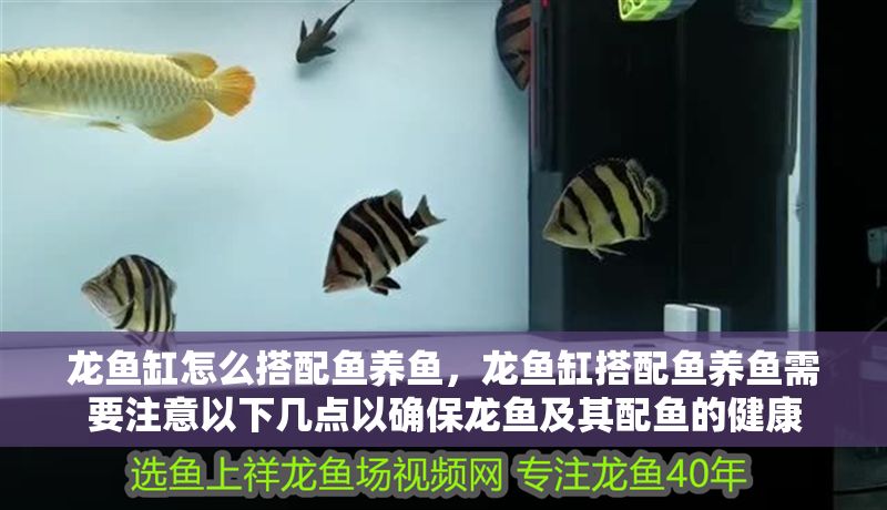 龍魚缸怎么搭配魚養(yǎng)魚，龍魚缸搭配魚養(yǎng)魚需要注意以下幾點(diǎn)以確保龍魚及其配魚的健康