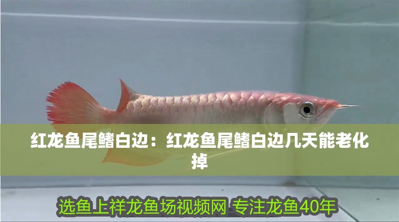 紅龍魚尾鰭白邊：紅龍魚尾鰭白邊幾天能老化掉 紅龍魚尾鰭白邊：紅龍魚尾鰭白邊幾天能老化掉 水族問答