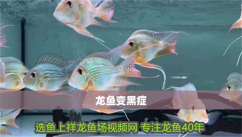 龍魚變黑癥