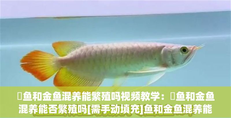 魟魚和金魚混養能繁殖嗎視頻教學：魟魚和金魚混養能否繁殖嗎[需手動填充]魚和金魚混養能繁殖嗎