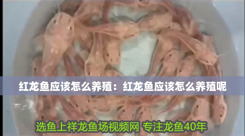紅龍魚應該怎么養殖：紅龍魚應該怎么養殖呢