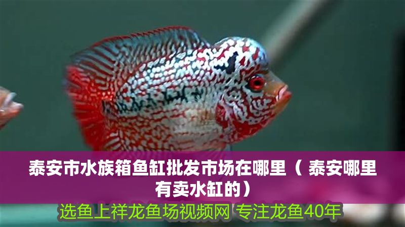 <strong><mark>泰安</mark></strong>市水族箱魚缸批發市場在哪里（ <strong><mark>泰安</mark></strong>哪里有賣水缸的）