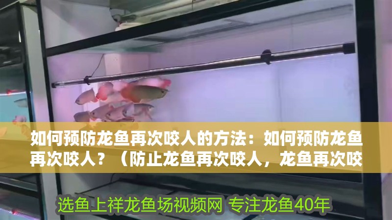 如何預防龍魚再次咬人的方法：如何預防龍魚再次咬人？（防止龍魚再次咬人，龍魚再次咬人的風險，龍魚再次咬人）
