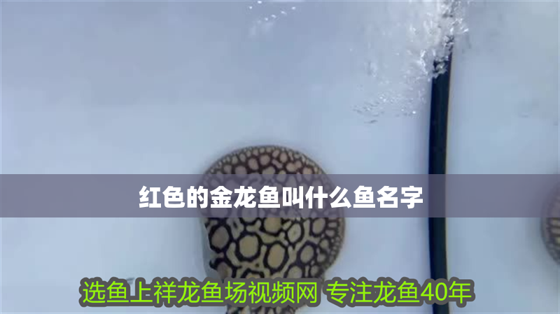 紅色的金龍魚叫什么魚名字